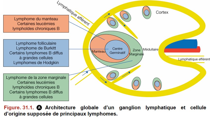 Soci t Fran aise De Pathologie IX H matologie